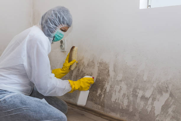 Best Crawl Space Mold Remediation  in Daniel, UT