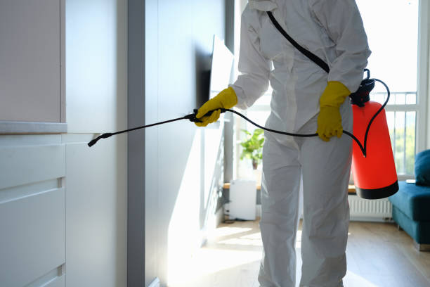 Professional Mold Removal in Daniel, UT