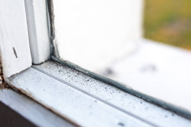 Best Attic Mold Removal  in Daniel, UT