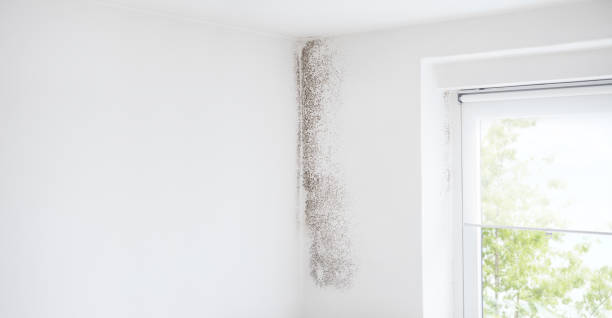 Best Asbestos and Lead Testing During Mold Inspection  in Daniel, UT