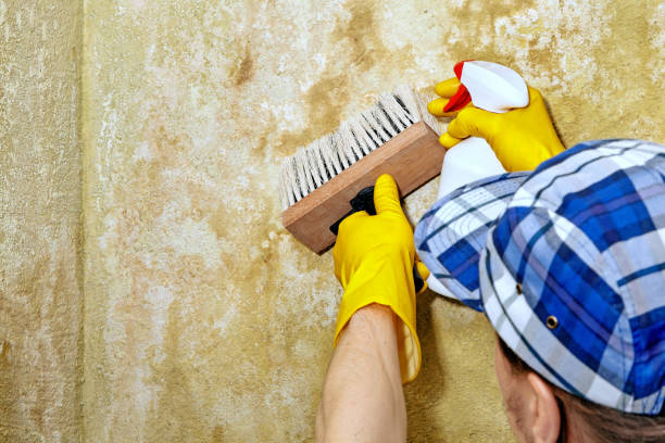 Best Comprehensive Air Testing for Mold Contaminants  in Daniel, UT