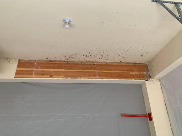 Best Mold-Related Health Consultation  in Daniel, UT