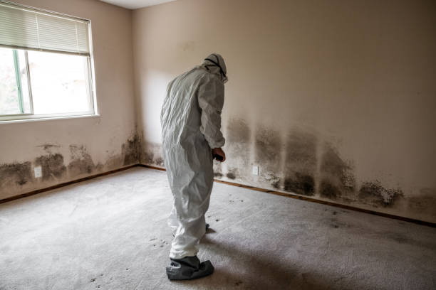 Best Industrial Mold Remediation  in Daniel, UT