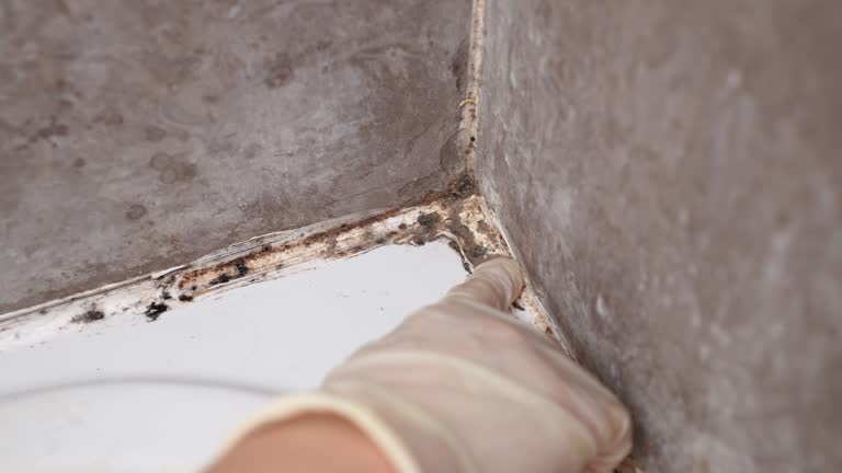 Best Basement Mold Removal  in Daniel, UT